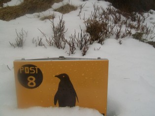 Penguin long way from home.
